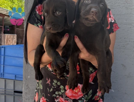 Çikolata Labrador yavrularım