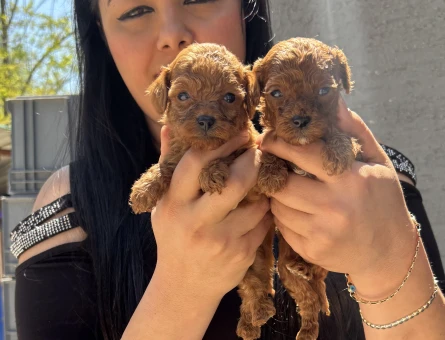 Minnacık kore poodle yavrularım - 5996