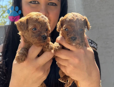 Minnacık kore poodle yavrularım