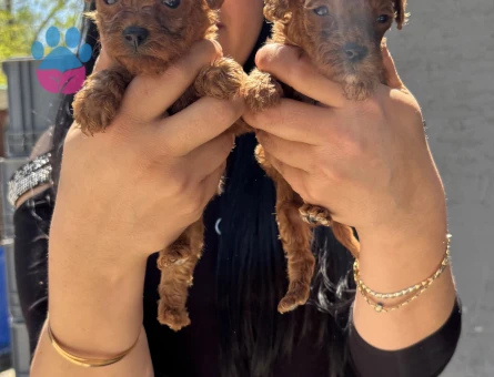 Minnacık kore poodle yavrularım