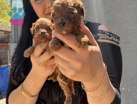 Minnacık kore poodle yavrularım
