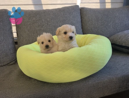 Maltipoo Çok büyümeyen minyatür minnaklarım