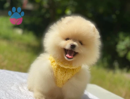 Ayıcık Surat Pomeranian Boo Yavrusu Yeni Yuvasını Bekliyor