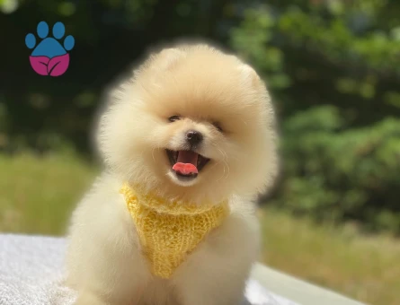 Ayıcık Surat Pomeranian Boo Yavrusu Yeni Yuvasını Bekliyor - 6000