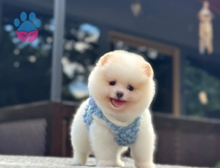 Orijinal Pomeranian Boo Yavrusu – Oyuncak Surat, Sağlıklı ve Sevimli