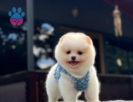 Orijinal Pomeranian Boo Yavrusu – Oyuncak Surat, Sağlıklı ve Sevimli