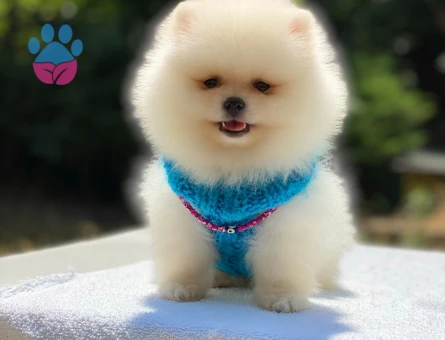 Kaliteli Pomeranian Boo Yavrusu – Irk Garantili