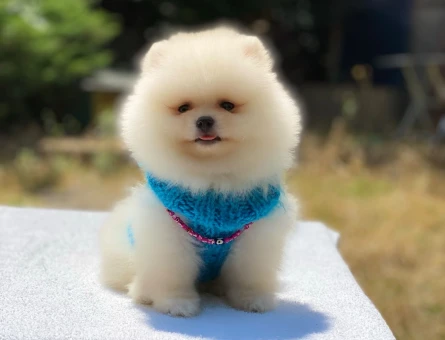 Kaliteli Pomeranian Boo Yavrusu – Irk Garantili - 6002