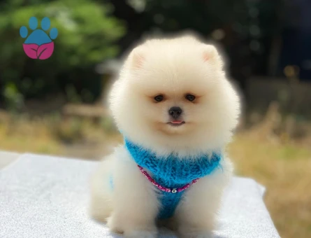 Safkan Pomeranian Boo – Minik Dostunuz Sizi Bekliyor - 6003