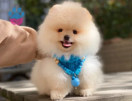 Ev Ortamında Büyüyen Pomeranian Boo Yavrusu
