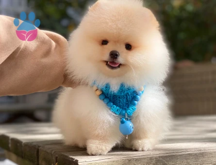 Ev Ortamında Büyüyen Pomeranian Boo Yavrusu - 6004
