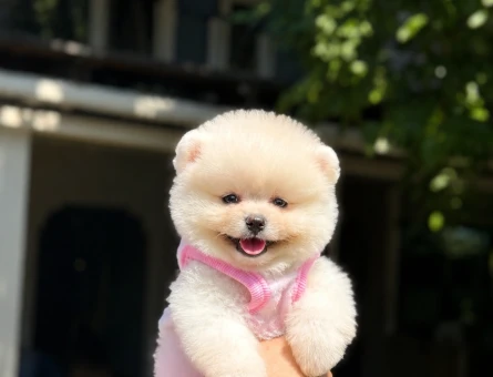 Ruhsatlı Üretimden Beyaz Pomeranian Boo Yavrumuz - 6008