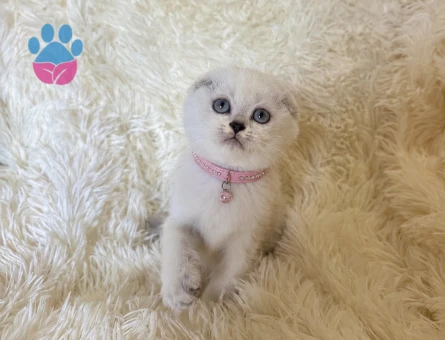 Pamuk Prenses Scottish Fold Maviş Yavrumuz - 6009