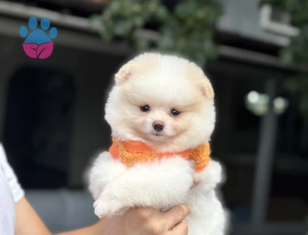 Ruhsatlı Üretimden Sevimli Pomeranian Boo Yavrumuz
