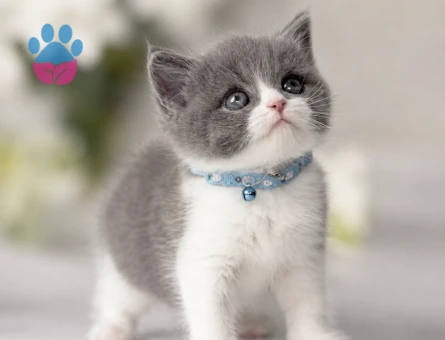 Kusursuz Uyum British Shorthair Bi Color Erkek - 6011