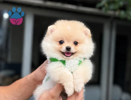 Minik Suratlı Pomeranian Boo Yavrumuz Yeni Yuvasını Arıyor - 6012