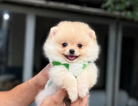 Minik Suratlı Pomeranian Boo Yavrumuz Yeni Yuvasını Arıyor - 6012