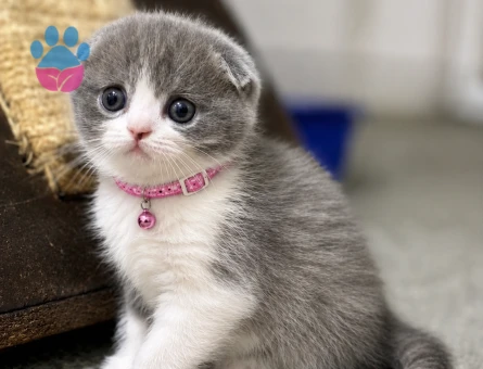 Scottish Fold Bicolor Lilac Dişi - 6014