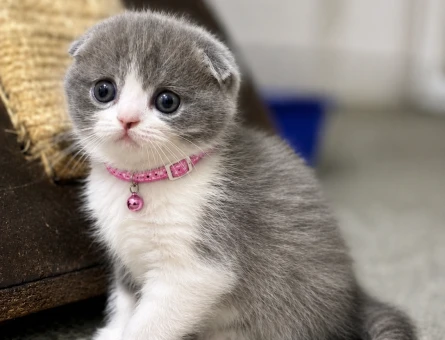Scottish Fold Bicolor Lilac Dişi - 6014