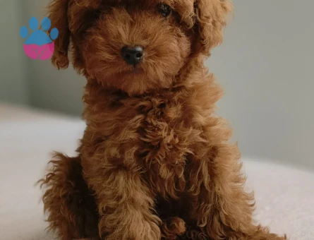 Irk ve sağlık garantili ev doğumlu Toy Poodle baba sahibi KDF kayıtlıdır - 6015