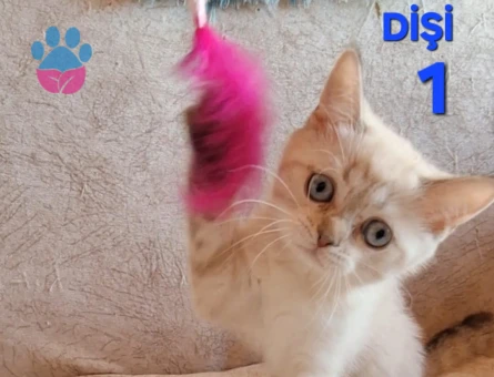 British Shorthair Pamuk Şeker yuva Arıyor