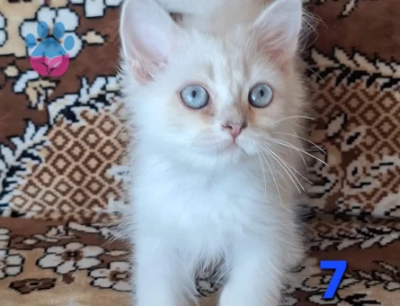 British Shorthair Pamuk Şeker yuva Arıyor