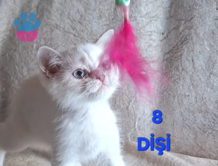 British Shorthair Pamuk Şeker yuva Arıyor