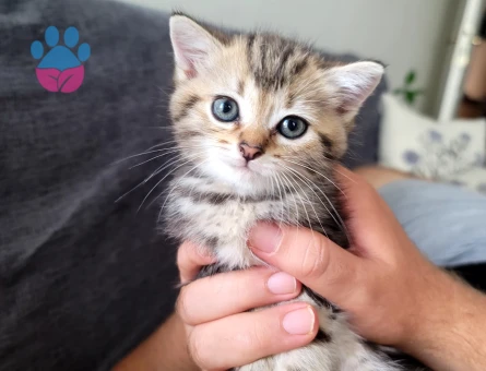 British Shorthair sıcak yuva arıyorum 2 aylik
