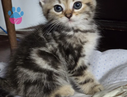 British Shorthair sıcak yuva arıyorum 2 aylik
