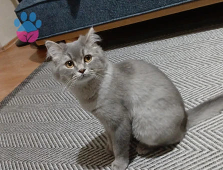 British Longhair 7 Aylık