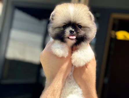 Pomeranian Boo 3 Aylık Hazır Yavrular - 6020