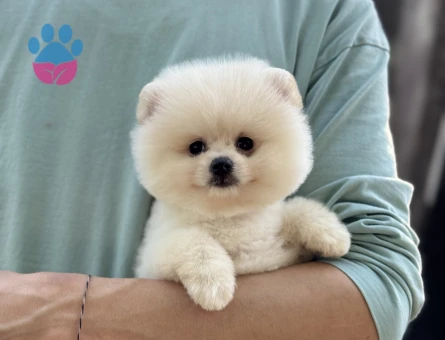 Pomeranian Boo Bebekler 2 Aylıklar - 6021