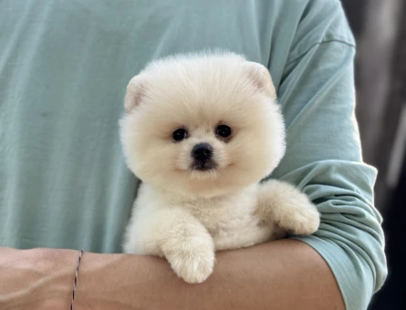 Pomeranian Boo Bebekler 2 Aylıklar - 6021