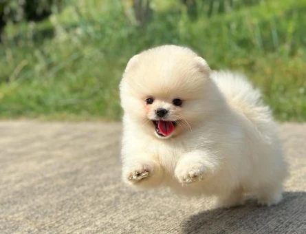 Pomeranian Boo Ayıcık Surat Yavrularımız - 6025