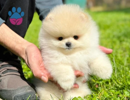 Pomeranian Boo Ayıcık Surat Yavrularımız