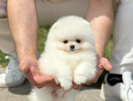 Pomeranian Boo Dişi 3 Aylık Safkan Güzelliğimiz - 6026