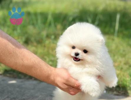 Pomeranian Boo Dişi 3 Aylık Safkan Güzelliğimiz