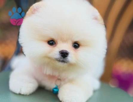 Şahane Güzellikteki Pomeranian Boo Bebekler - 6028