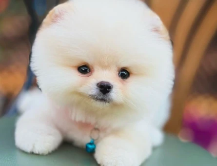 Şahane Güzellikteki Pomeranian Boo Bebekler - 6028