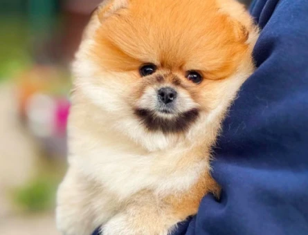 Pamuk Şeker Yavrularımız Pomeranian Boo - 6029