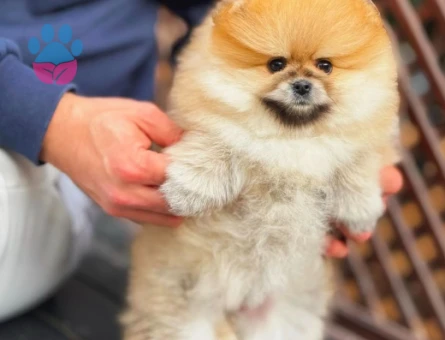 Pamuk Şeker Yavrularımız Pomeranian Boo