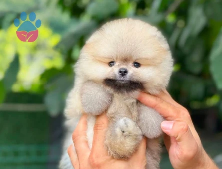 Pomeranian Boo 3 Aylık Bebekler - 6030
