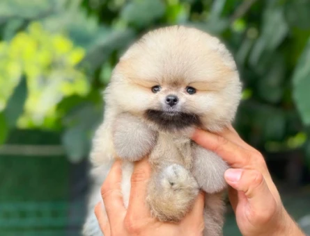 Pomeranian Boo 3 Aylık Bebekler - 6030