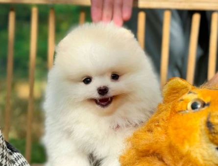 Pomeranian Boo Safkan Yavrularımız - 6031