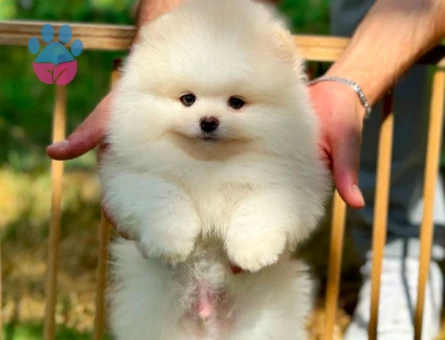 Pomeranian Boo Safkan Yavrularımız