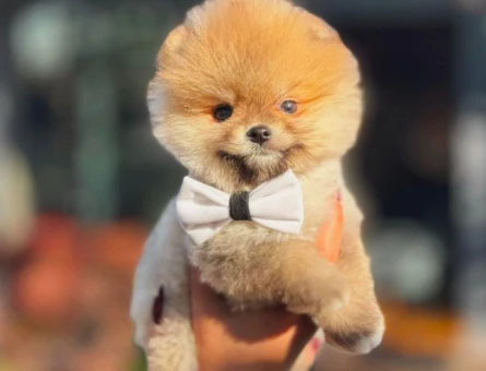 Hayat Enerjiniz Olacak Pomeranian Boo Bebekler - 6033