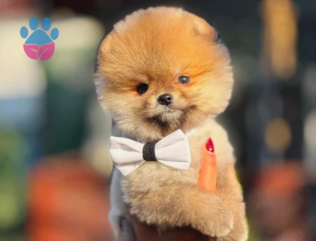 Hayat Enerjiniz Olacak Pomeranian Boo Bebekler