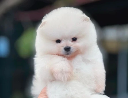 Pomeranian Boo Safkan Bebeklerimiz - 6034