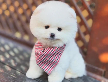 Orijinal Bebekler Pomeranian Boo - 6035