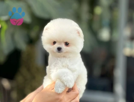 Pomeranian Boo 3 Aylık Bebişlerimiz - 6037